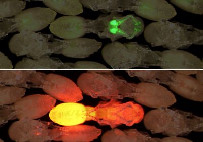 In this transgenic ant pupa surrounded by wild type pupae, green fluorescence on top reveals olfactory sensory neurons. On the bottom, the expression of red fluorescent protein shows throughout the ant pupa body.