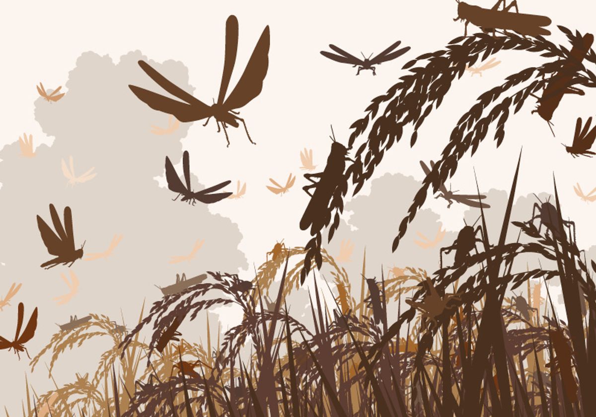Vector image of swarming locusts in a field