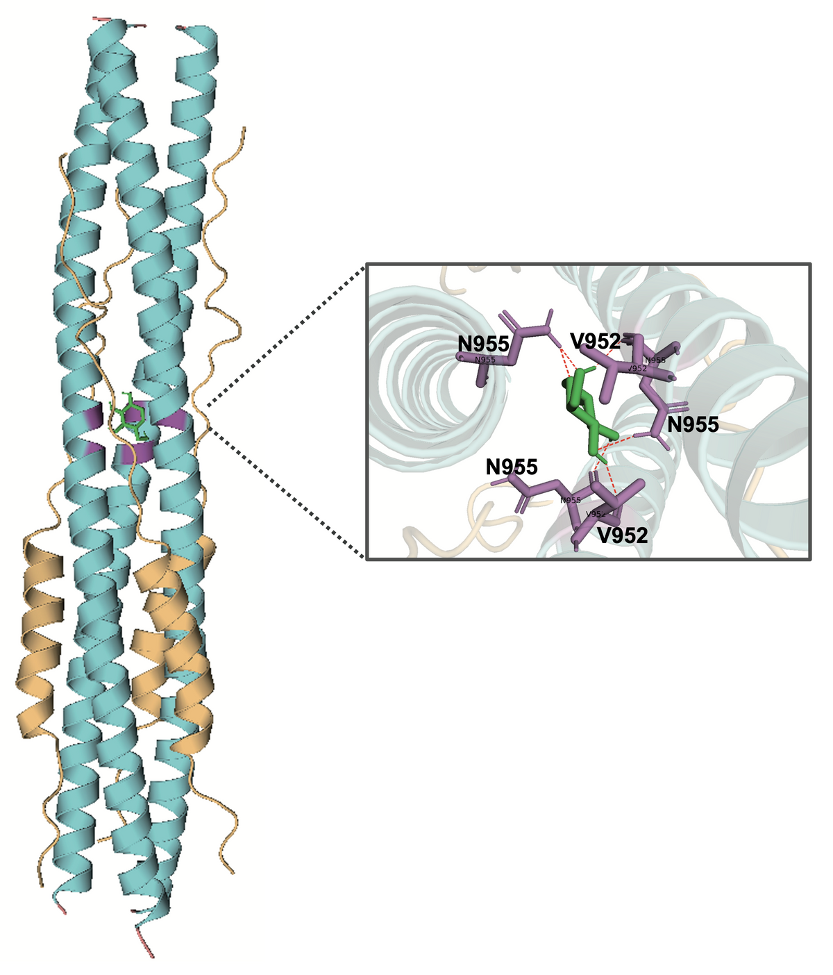 protein schematic of SARS-CoV-2 S2 region with interaction sites for 1,5-AG sugars