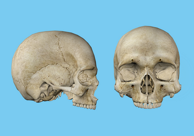 Side and front view of a male human skull